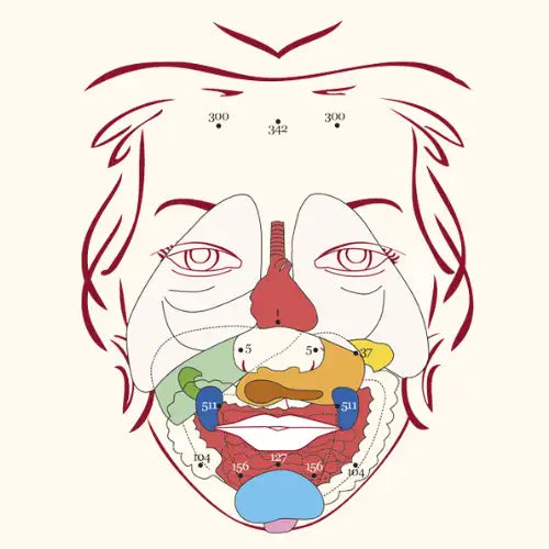 3d printed anatomical model of the human face and skull.