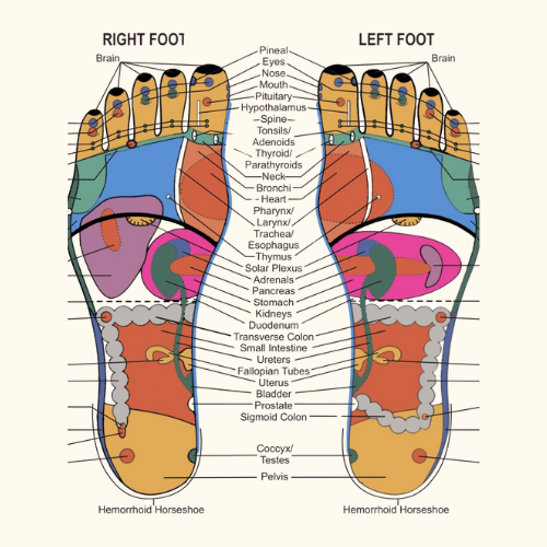 Foot Reflexology Map Chart Plantar View Learn