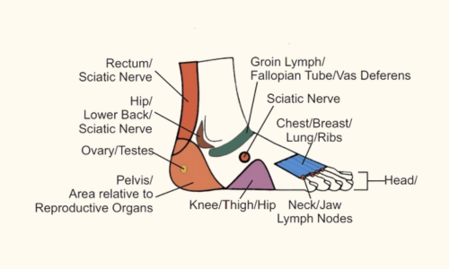 Foot Reflexology Map Chart Lateral View