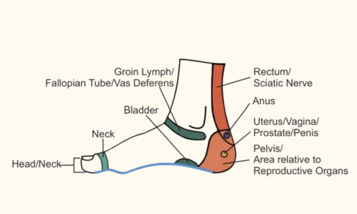 Foot Reflexology Map Chart Medial View
