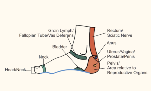 Foot Reflexology Map Chart Medial View 