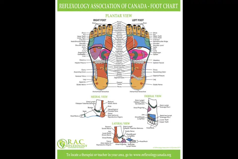 Reflexology foot chart poster with detailed anatomical illustrations and vibrant colors.